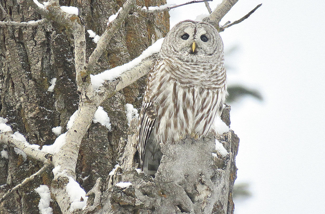 Social distancing is no obstacle for Christmas Bird Count